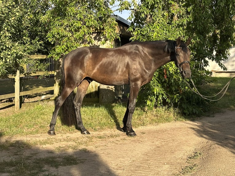 Deutsches Sportpferd Wallach 3 Jahre 174 cm Dunkelbrauner in Templin