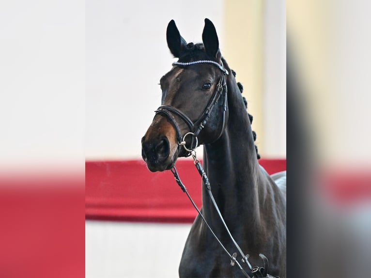 Deutsches Sportpferd Wallach 3 Jahre 174 cm Dunkelbrauner in Templin