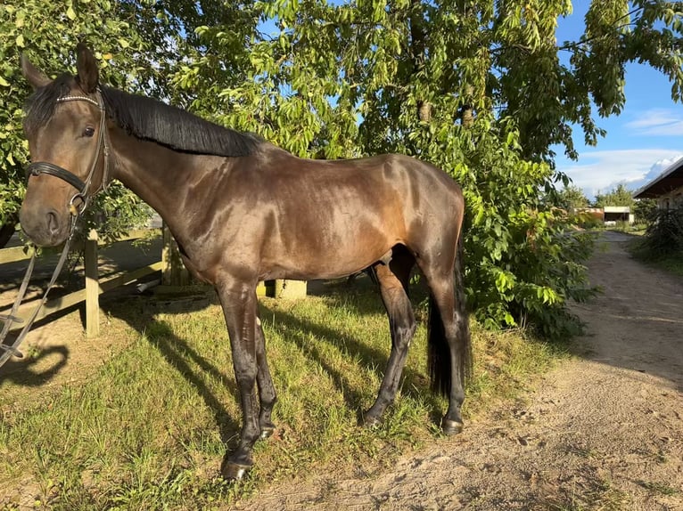 Deutsches Sportpferd Wallach 3 Jahre 174 cm Dunkelbrauner in Templin