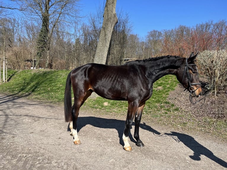 Deutsches Sportpferd Wallach 3 Jahre 175 cm Schwarzbrauner in Darmstadt