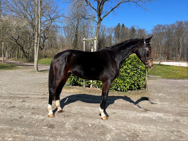 Deutsches Sportpferd Wallach 3 Jahre 175 cm Schwarzbrauner in Darmstadt