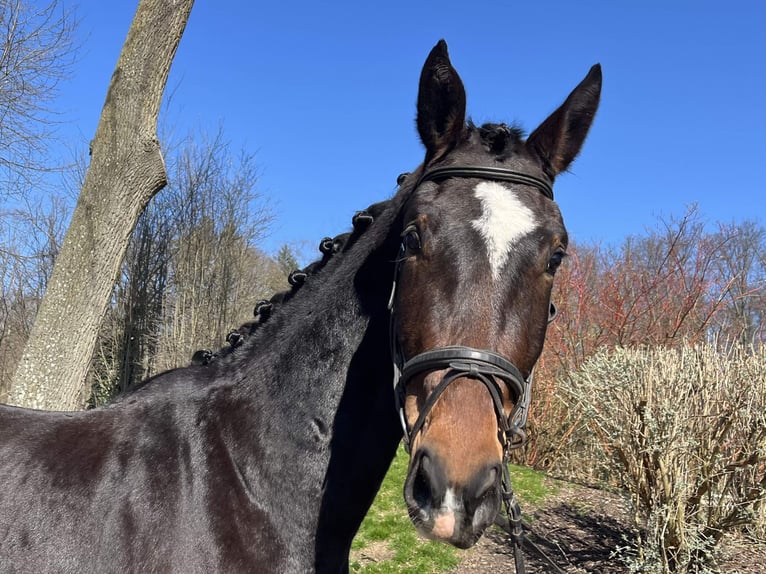 Deutsches Sportpferd Wallach 3 Jahre 175 cm Schwarzbrauner in Darmstadt