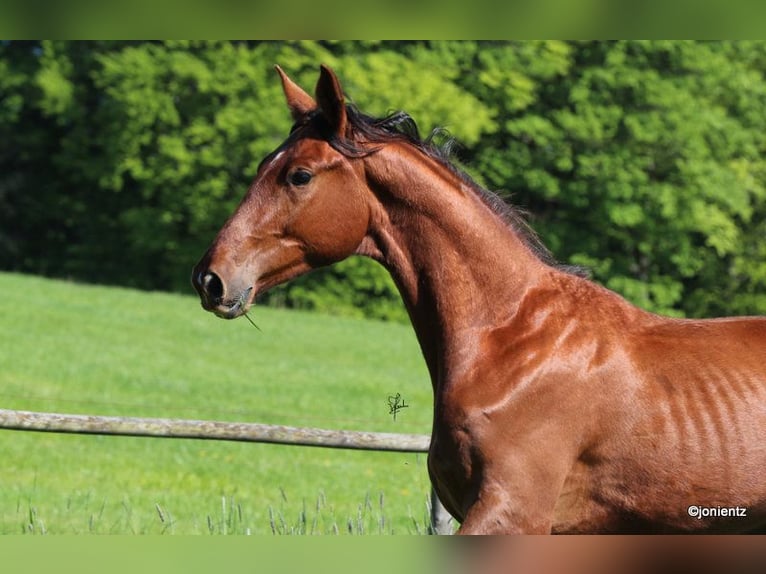 Deutsches Sportpferd Wallach 3 Jahre 178 cm Fuchs in Radevormwald