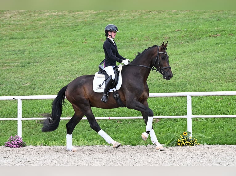 Deutsches Sportpferd Wallach 3 Jahre 178 cm Schwarzbrauner in Gomadingen