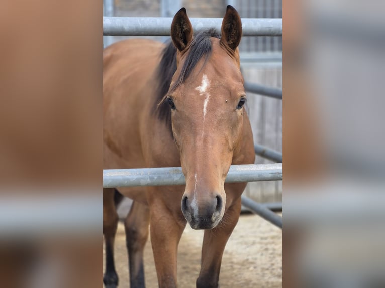Deutsches Sportpferd Wallach 3 Jahre Brauner in Deißlingen