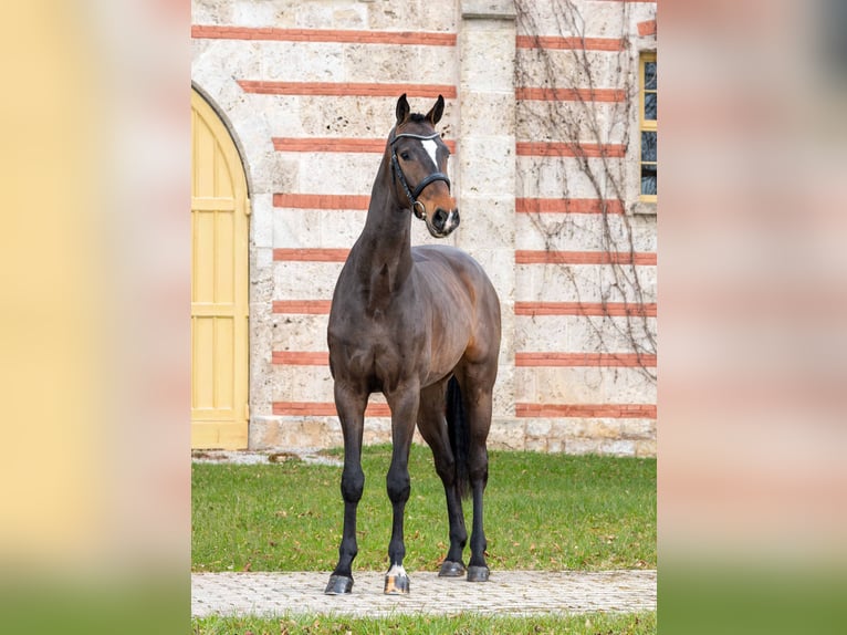 Deutsches Sportpferd Wallach 3 Jahre Dunkelbrauner in Gomadingen