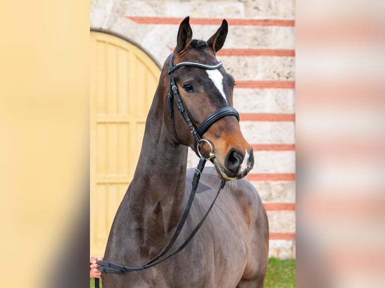 Deutsches Sportpferd Wallach 3 Jahre Dunkelbrauner in Gomadingen