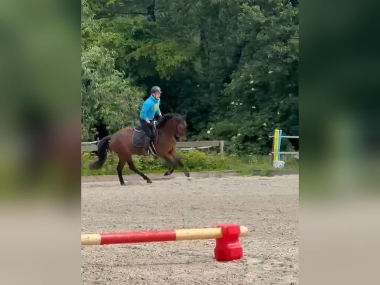 Deutsches Sportpferd Wallach 4 Jahre 154 cm Dunkelbrauner in Sch&#xF6;nefeld