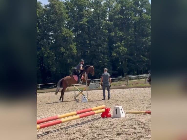Deutsches Sportpferd Wallach 4 Jahre 154 cm Dunkelbrauner in Sch&#xF6;nefeld