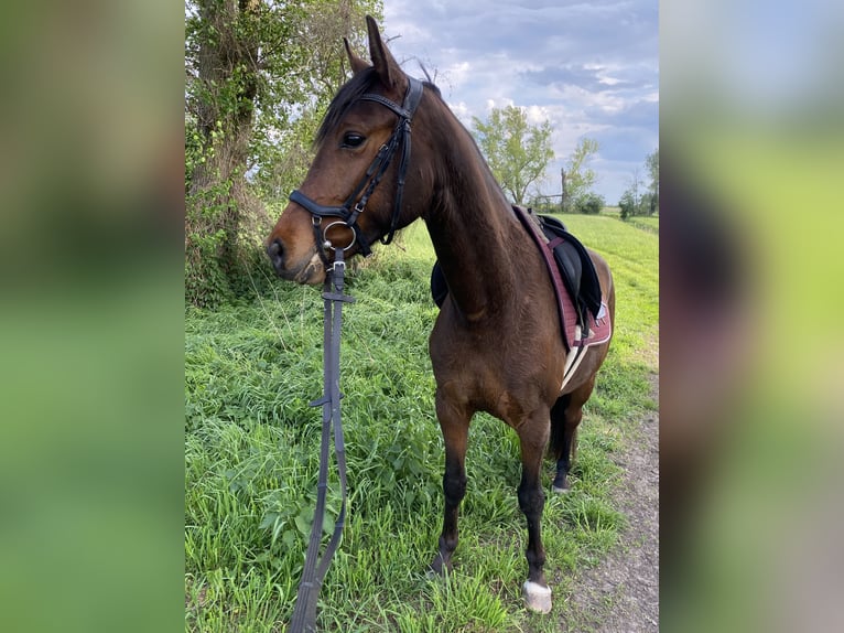 Deutsches Sportpferd Wallach 4 Jahre 154 cm Dunkelbrauner in Sch&#xF6;nefeld