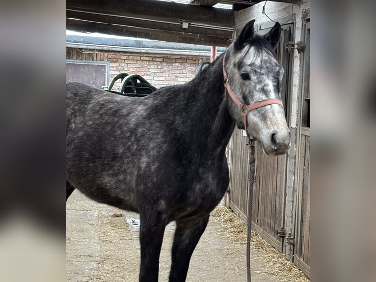 Deutsches Sportpferd Wallach 4 Jahre 155 cm Apfelschimmel in Grevenbroich