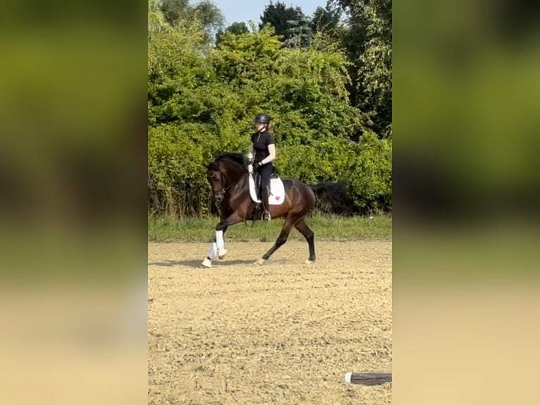 Deutsches Sportpferd Wallach 4 Jahre 155 cm Dunkelbrauner in Heiligenhaus