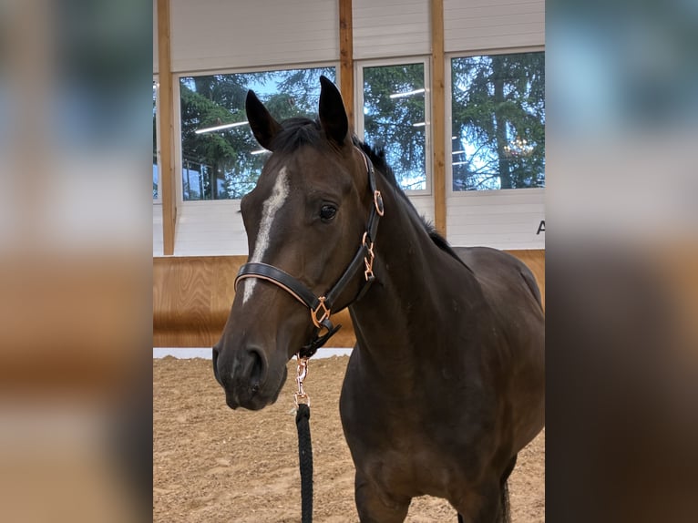 Deutsches Sportpferd Wallach 4 Jahre 155 cm Dunkelbrauner in Schwifting