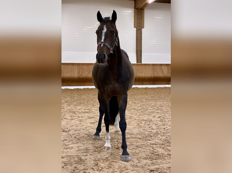 Deutsches Sportpferd Wallach 4 Jahre 155 cm Dunkelbrauner in Schwifting