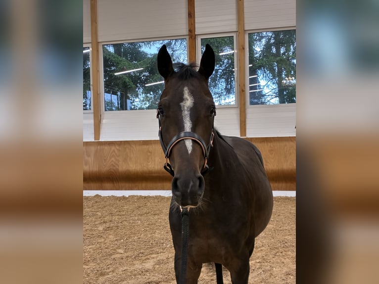 Deutsches Sportpferd Wallach 4 Jahre 155 cm Dunkelbrauner in Schwifting