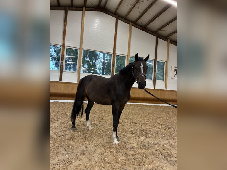 Deutsches Sportpferd Wallach 4 Jahre 155 cm Dunkelbrauner in Schwifting