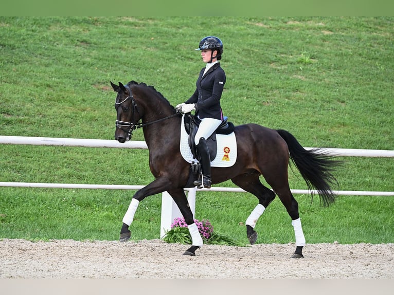 Deutsches Sportpferd Wallach 4 Jahre 156 cm Schwarzbrauner in Gomadingen