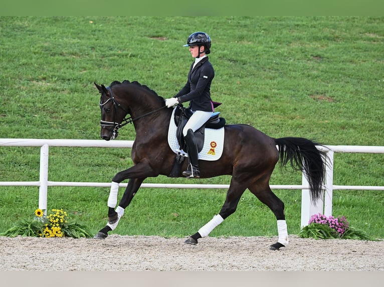 Deutsches Sportpferd Wallach 4 Jahre 156 cm Schwarzbrauner in Gomadingen