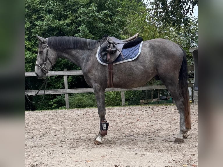 Deutsches Sportpferd Wallach 4 Jahre 157 cm Rappschimmel in Woldert