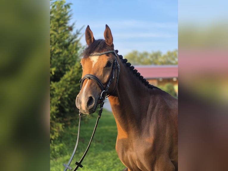 Deutsches Sportpferd Wallach 4 Jahre 158 cm Brauner in Salzburg