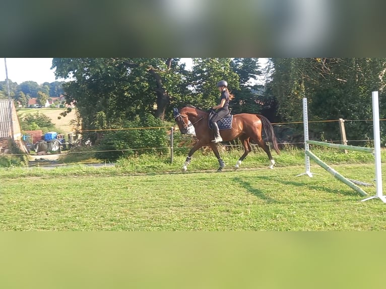 Deutsches Sportpferd Wallach 4 Jahre 159 cm Brauner in Reichenbach/O.L.