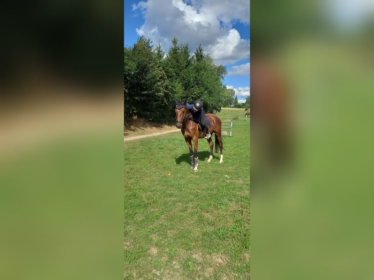 Deutsches Sportpferd Wallach 4 Jahre 159 cm Brauner in Reichenbach/O.L.