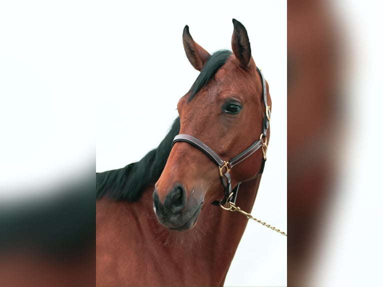 Deutsches Sportpferd Wallach 4 Jahre 160 cm Brauner in Crailsheim