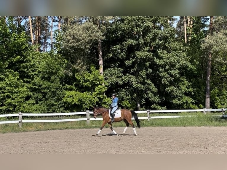 Deutsches Sportpferd Wallach 4 Jahre 160 cm Brauner in Oberbarnim Grunow, Grunow