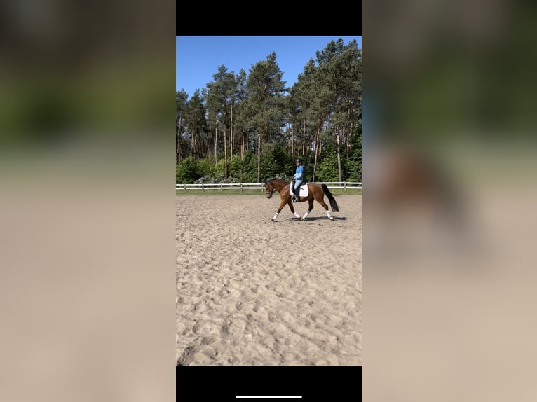 Deutsches Sportpferd Wallach 4 Jahre 160 cm Brauner in Oberbarnim Grunow, Grunow