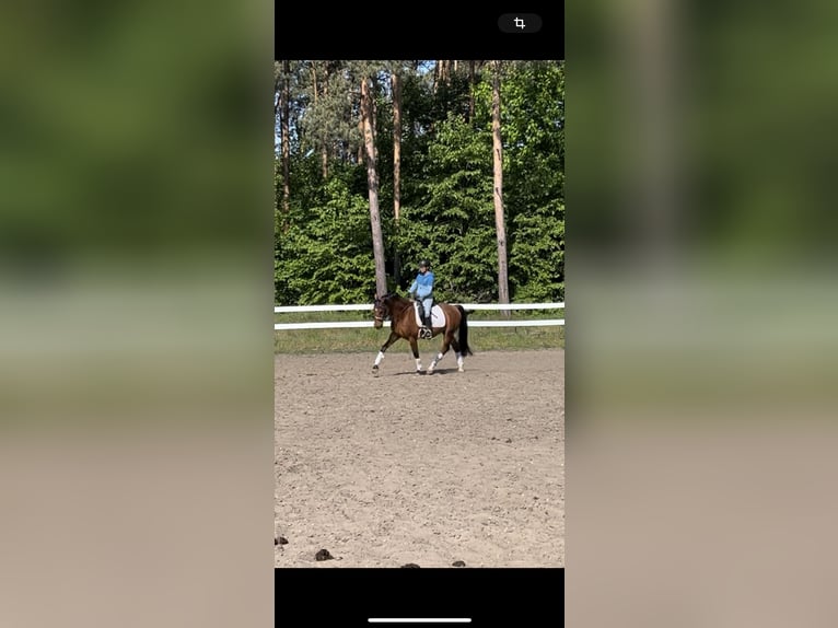 Deutsches Sportpferd Wallach 4 Jahre 160 cm Brauner in Oberbarnim Grunow, Grunow
