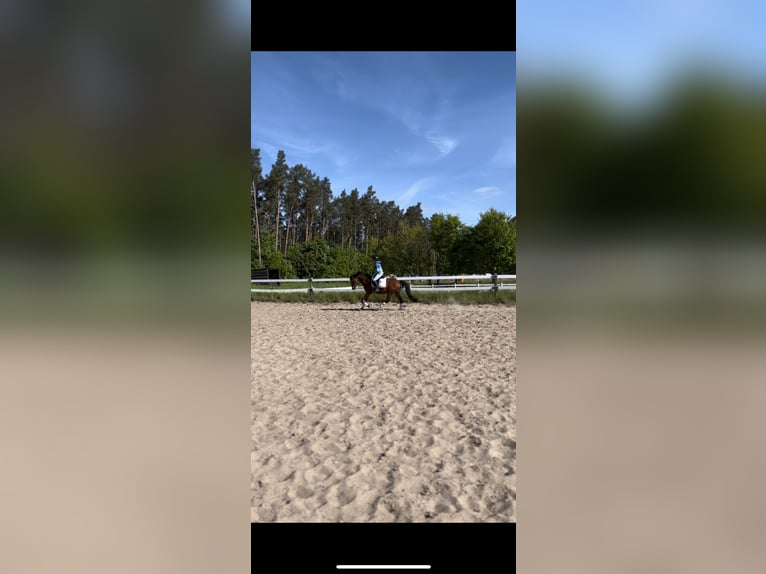Deutsches Sportpferd Wallach 4 Jahre 160 cm Brauner in Oberbarnim Grunow, Grunow