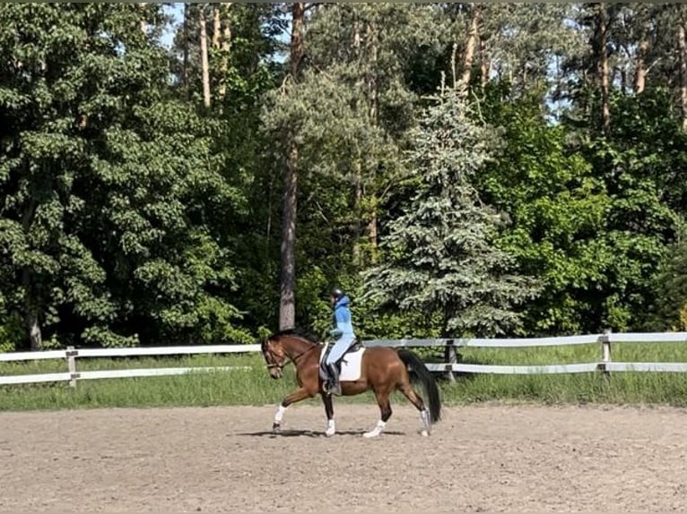 Deutsches Sportpferd Wallach 4 Jahre 160 cm Brauner in Oberbarnim Grunow, Grunow