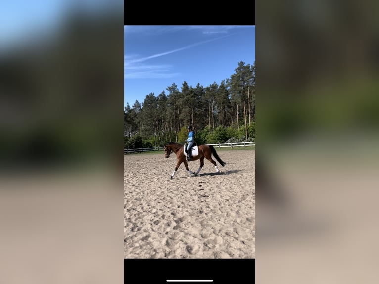 Deutsches Sportpferd Wallach 4 Jahre 160 cm Brauner in Oberbarnim Grunow, Grunow