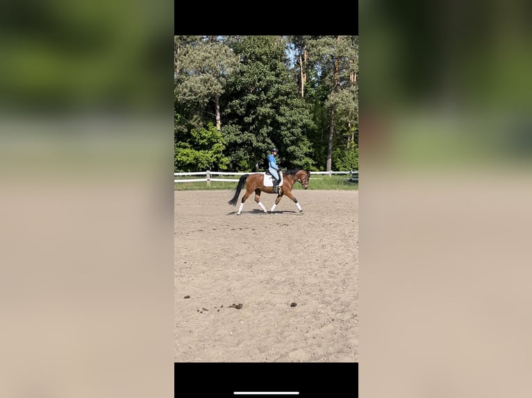 Deutsches Sportpferd Wallach 4 Jahre 160 cm Brauner in Oberbarnim Grunow, Grunow