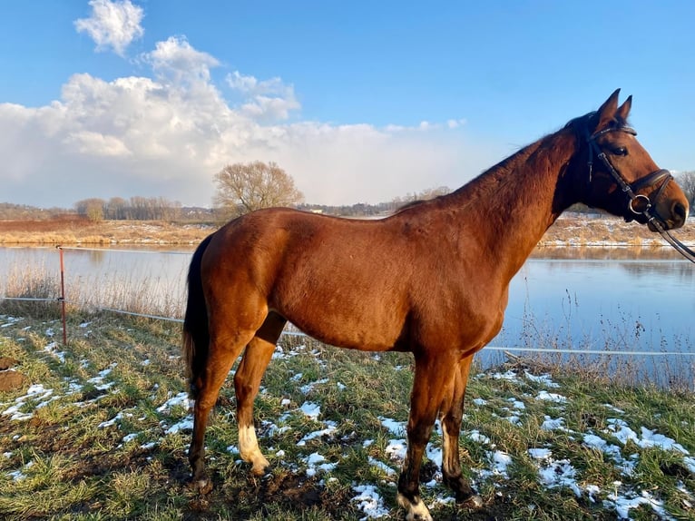 Deutsches Sportpferd Wallach 4 Jahre 160 cm Brauner in Grimma