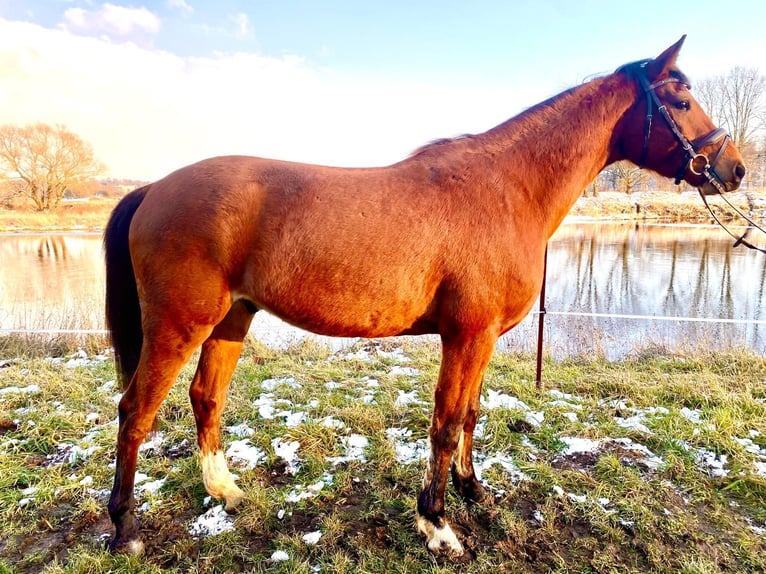 Deutsches Sportpferd Wallach 4 Jahre 160 cm Brauner in Grimma