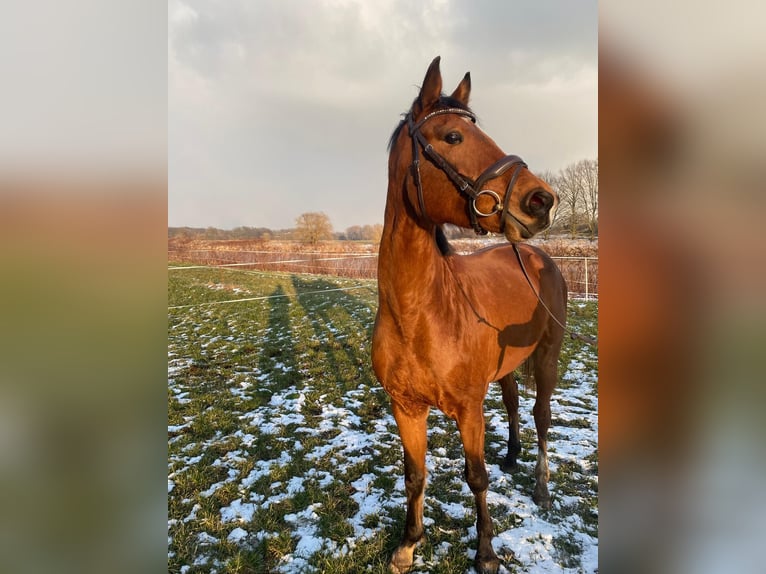 Deutsches Sportpferd Wallach 4 Jahre 160 cm Brauner in Grimma