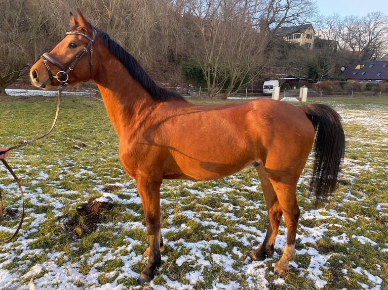 Deutsches Sportpferd Wallach 4 Jahre 160 cm Brauner in Grimma