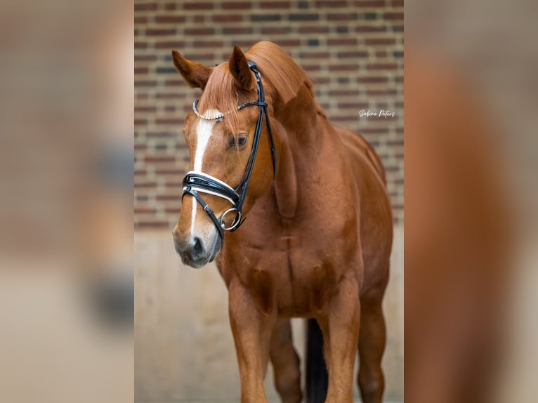 Deutsches Sportpferd Wallach 4 Jahre 160 cm Fuchs in Goch