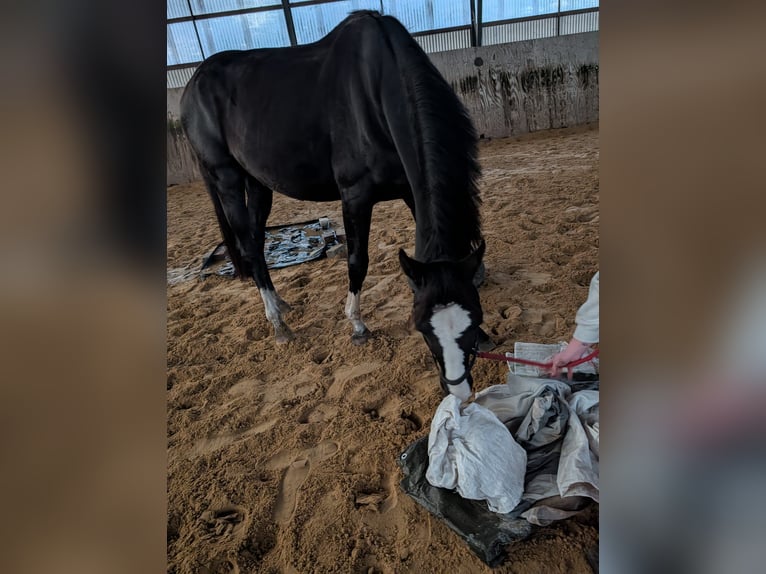 Deutsches Sportpferd Wallach 4 Jahre 160 cm Rappe in Hohenbocka