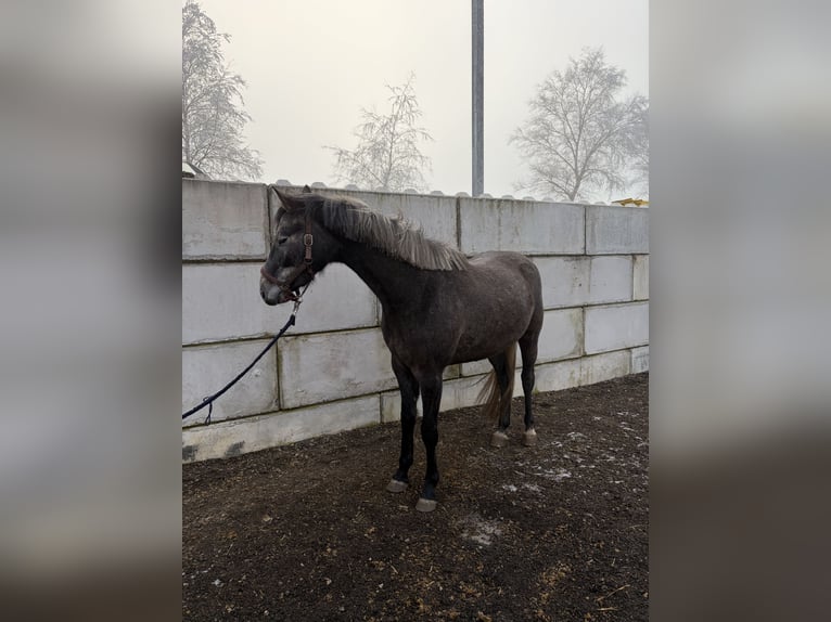 Deutsches Sportpferd Wallach 4 Jahre 160 cm Schimmel in Ingoldingen