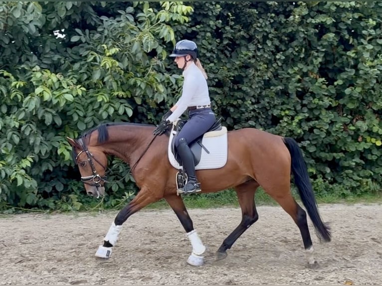 Deutsches Sportpferd Wallach 4 Jahre 161 cm Brauner in Brakel