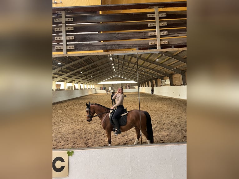 Deutsches Sportpferd Wallach 4 Jahre 161 cm Brauner in Strausberg