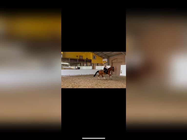 Deutsches Sportpferd Wallach 4 Jahre 161 cm Brauner in Strausberg