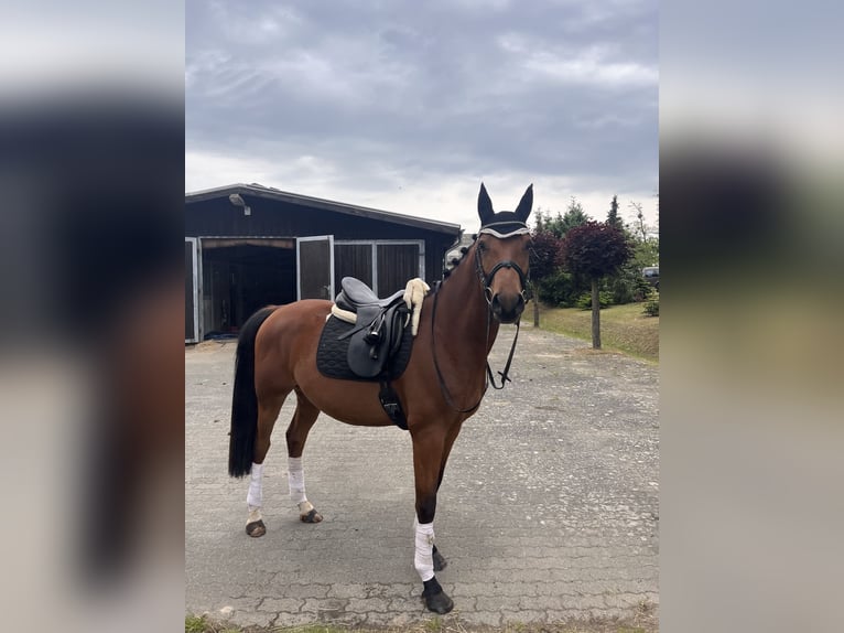 Deutsches Sportpferd Wallach 4 Jahre 161 cm Brauner in Strausberg