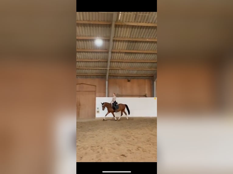 Deutsches Sportpferd Wallach 4 Jahre 161 cm Brauner in Strausberg