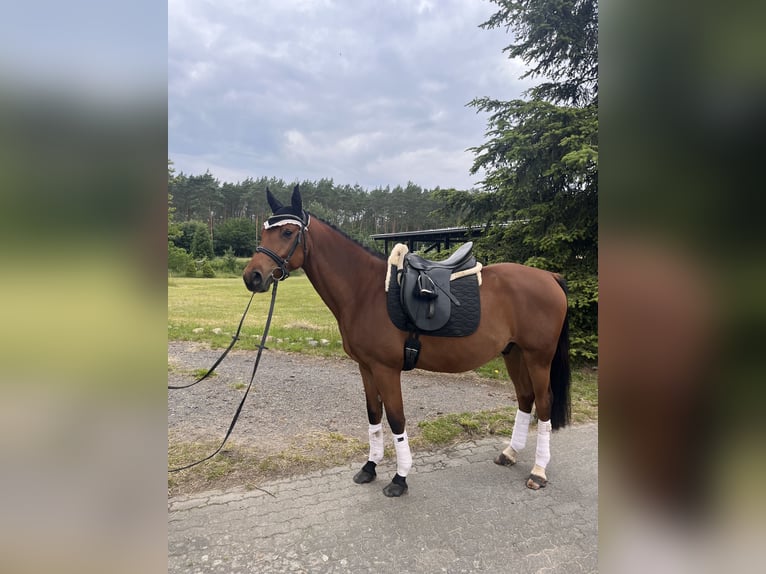 Deutsches Sportpferd Wallach 4 Jahre 161 cm Brauner in Strausberg