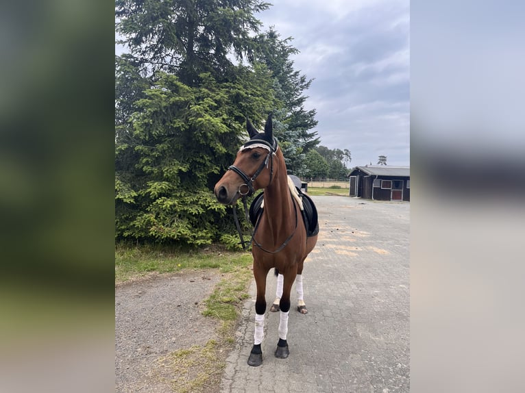Deutsches Sportpferd Wallach 4 Jahre 161 cm Brauner in Strausberg