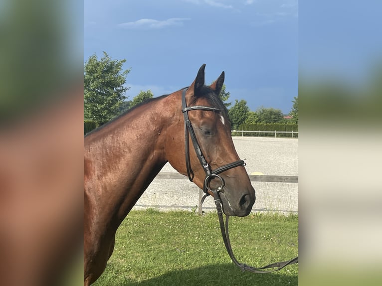 Deutsches Sportpferd Wallach 4 Jahre 161 cm Brauner in Petting