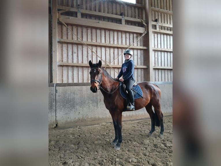 Deutsches Sportpferd Wallach 4 Jahre 161 cm Brauner in Lengenfeld